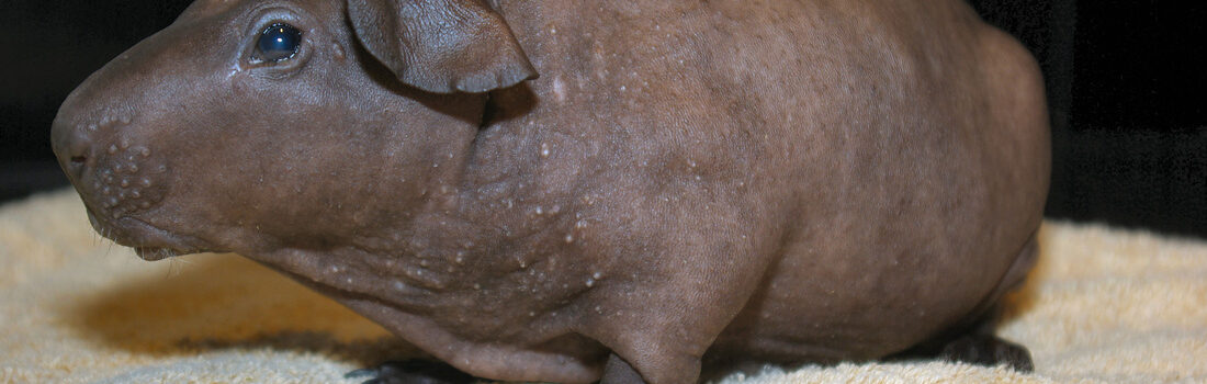 坊にそっくり 無毛のモルモット スキニーギニアピッグ