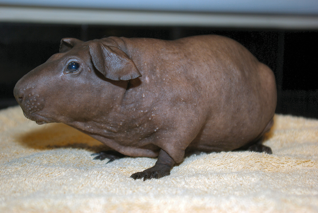 坊にそっくり 無毛のモルモット スキニーギニアピッグ