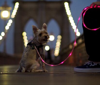 夜のお散歩に安心を LEDリードで視認性アップ