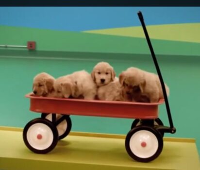 愛犬たちが紡ぐ楽しい連鎖反応CM