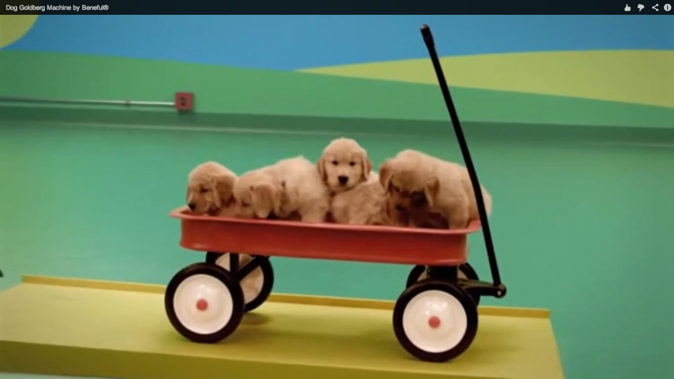 愛犬たちが紡ぐ楽しい連鎖反応CM