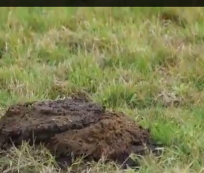 牧場のフンで爆竹実験 安全への注意喚起