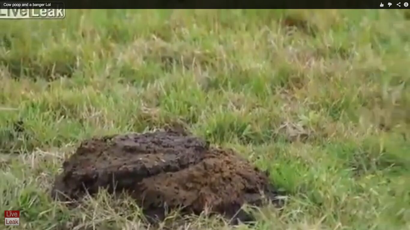 牧場のフンで爆竹実験 安全への注意喚起