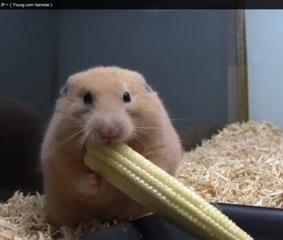 ハムスターの頬袋 その驚きの収納術