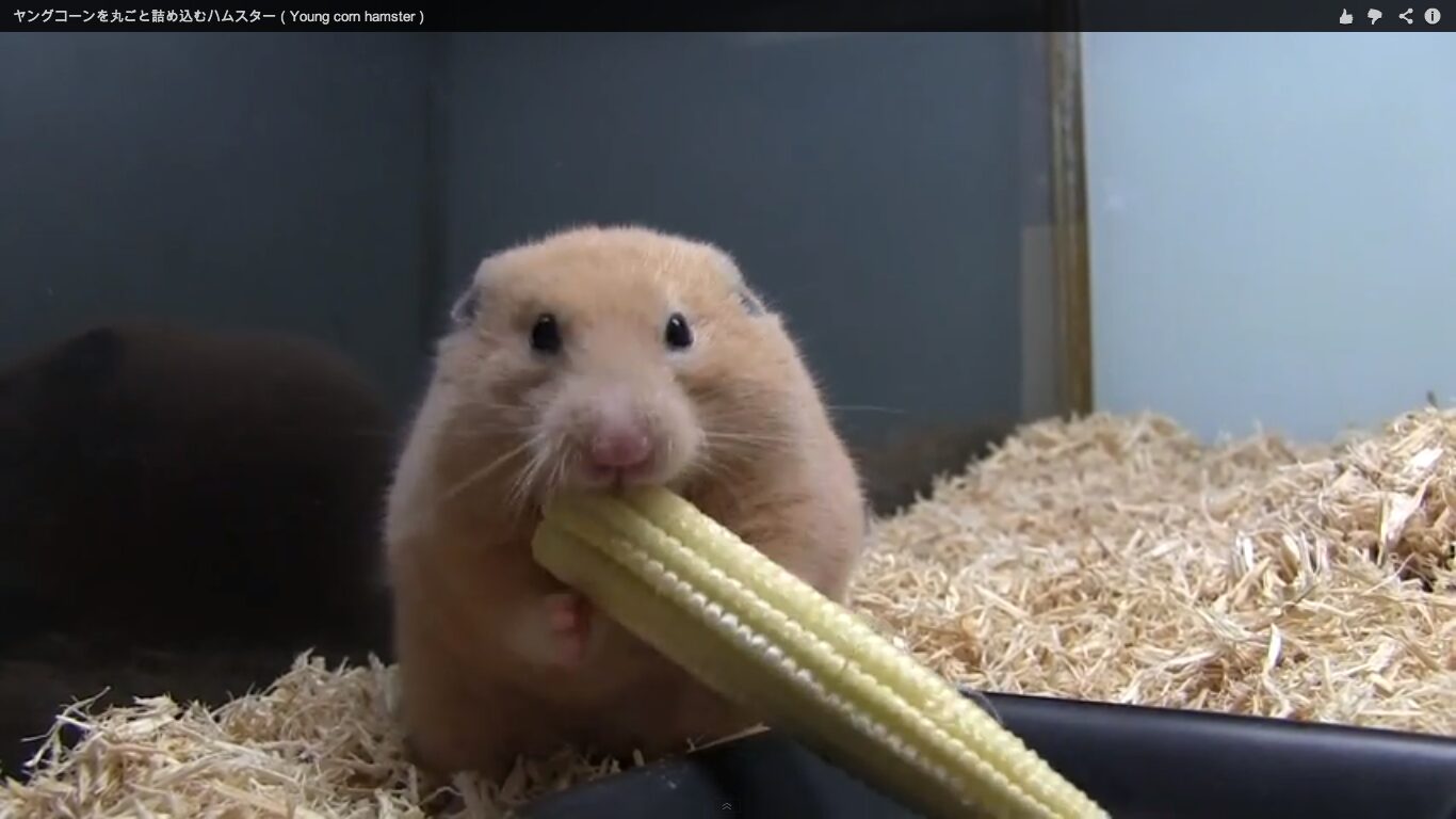 ハムスターの頬袋 その驚きの収納術