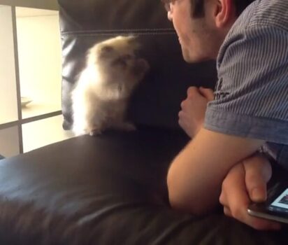 無邪気な子ネコが空気と遊ぶ姿に注目