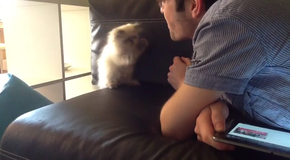 無邪気な子ネコが空気と遊ぶ姿に注目