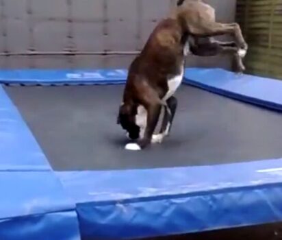 動物たちの楽しいトランポリン遊びの世界