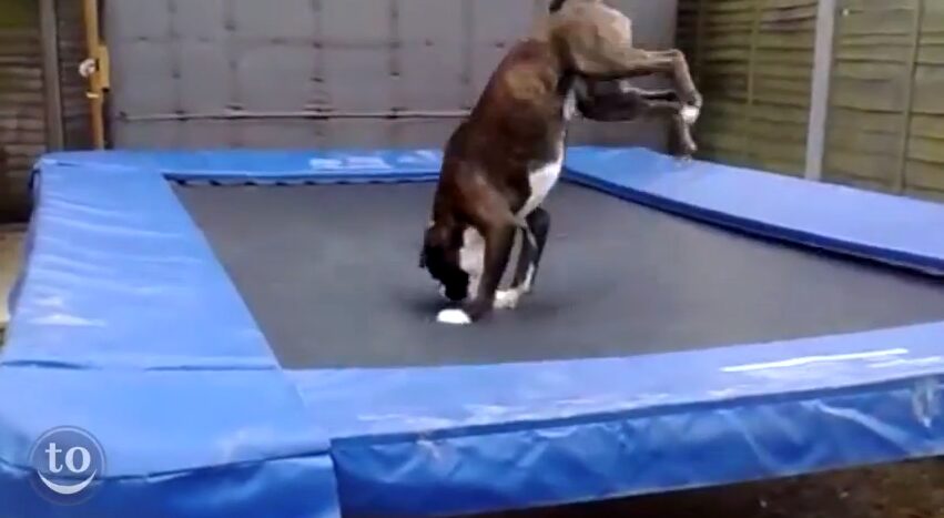 動物たちの楽しいトランポリン遊びの世界