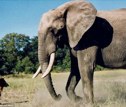 野生動物と心を通わせた少女ティッピーの10年間