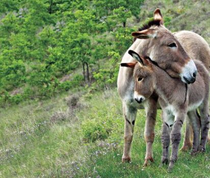 True Love 動物たちの純粋な愛と絆を伝える