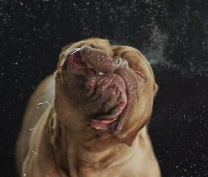 犬の躍動感：Carli DavidsonのSHAKE作品