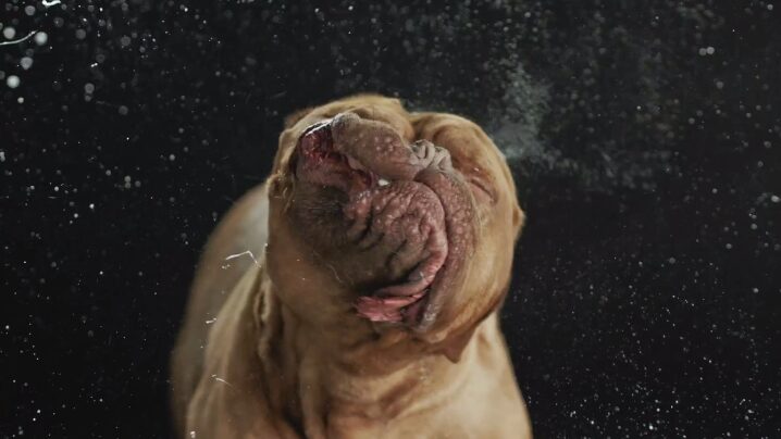 犬の躍動感：Carli DavidsonのSHAKE作品