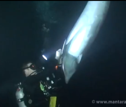 ハワイの海でダイバーとイルカの出会い