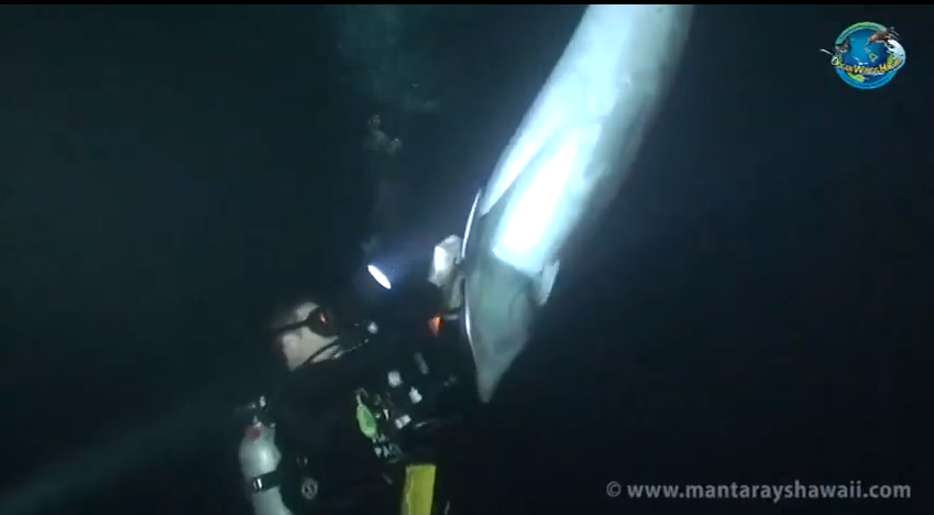 ハワイの海でダイバーとイルカの出会い