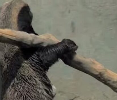 ラーテル ミツアナグマの驚くべき知性と大胆な生態