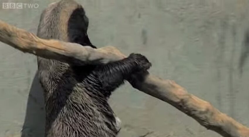 ラーテル ミツアナグマの驚くべき知性と大胆な生態