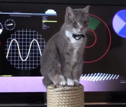 猫のためのユニークな遊具たち 動画とSuck UKの世界