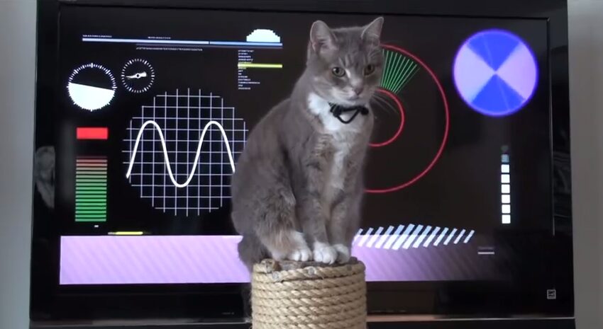 猫のためのユニークな遊具たち 動画とSuck UKの世界