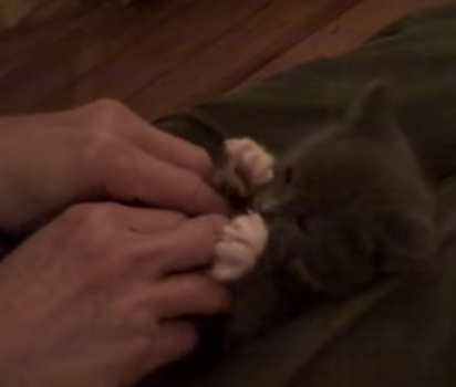 愛くるしい子猫の仕草が世界を癒やす