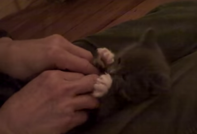 愛くるしい子猫の仕草が世界を癒やす