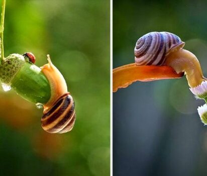 写真家ヴャチェスラフが見つめる小さな命