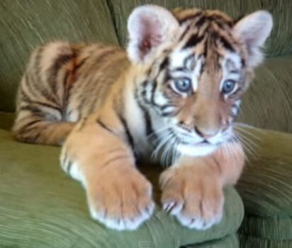 チワワと虎の赤ちゃん 意外な関係性