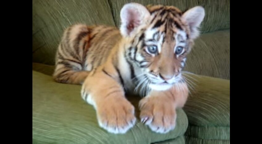 チワワと虎の赤ちゃん 意外な関係性