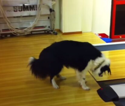 ボーダーコリーが体験するボーリング場の不思議な音