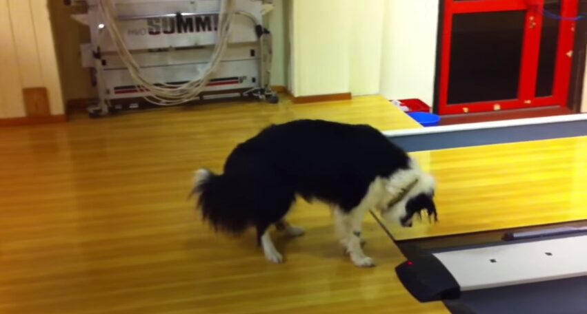 ボーダーコリーが体験するボーリング場の不思議な音