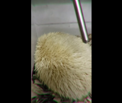 ハリネズミのいびき 飼い主の心配と愛らしさ