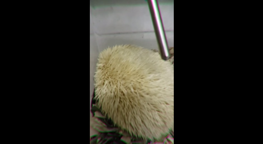 ハリネズミのいびき 飼い主の心配と愛らしさ