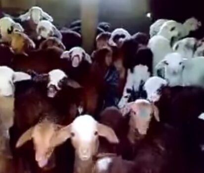 仔ヤギの反応に思わず笑顔 ヤギとの交流の魅力