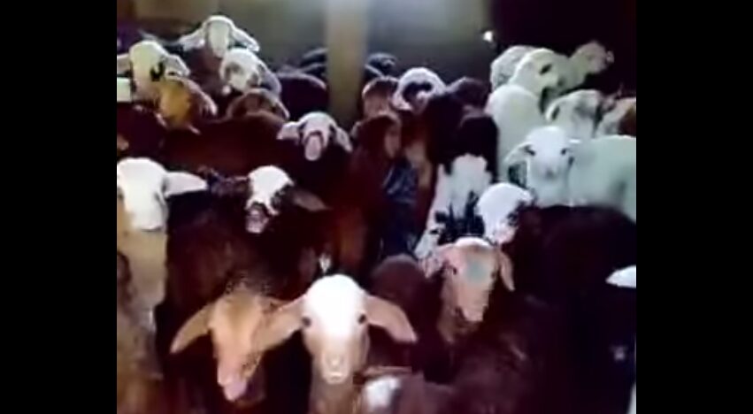 仔ヤギの反応に思わず笑顔 ヤギとの交流の魅力