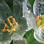 朝露で透明になる美しい花「サンカヨウ」