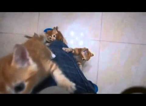 猫の愛らしい行動に癒やされる