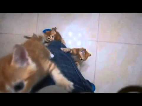 猫の愛らしい行動に癒やされる